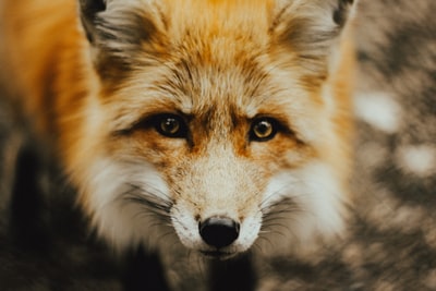 棕狐对焦摄影
